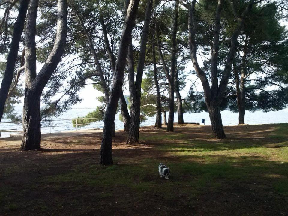 Apartment Jozefina Poreč Dış mekan fotoğraf